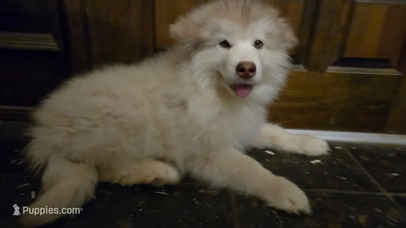 Nala – Alaskan Malamute puppy for sale in Clovis, NM