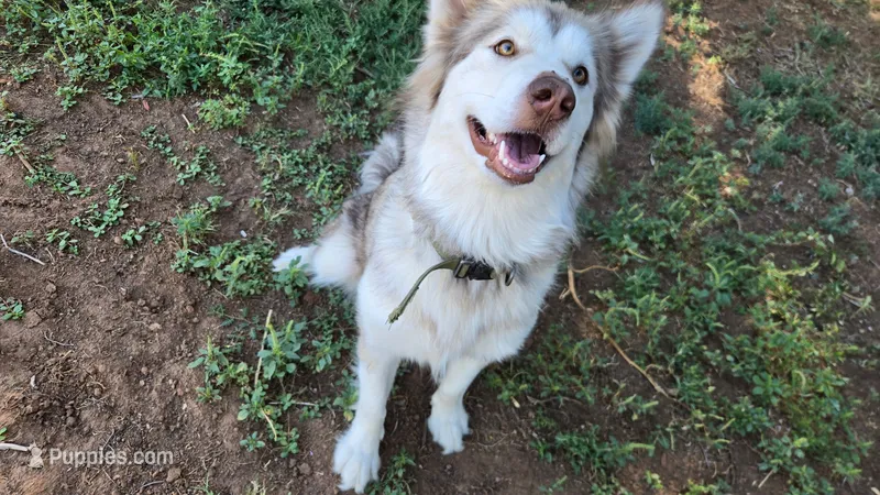 Harley – Alaskan Malamute puppy for sale in Clovis, NM