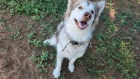 Harley, a female Alaskan Malamute for sale in Clovis, NM – 1 of 2