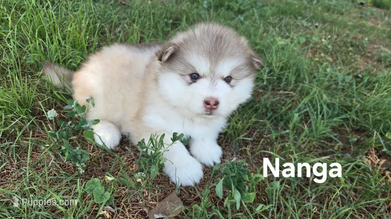 Nanga – Alaskan Malamute puppy for sale in Clovis, NM