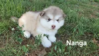 Nanga, a female Alaskan Malamute for sale in Clovis, NM – 1 of 2