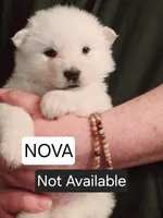 Nova, a female Alaskan Malamute for sale in Clovis, NM – 3 of 6