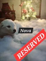 Nova, a female Alaskan Malamute for sale in Clovis, NM – 5 of 6