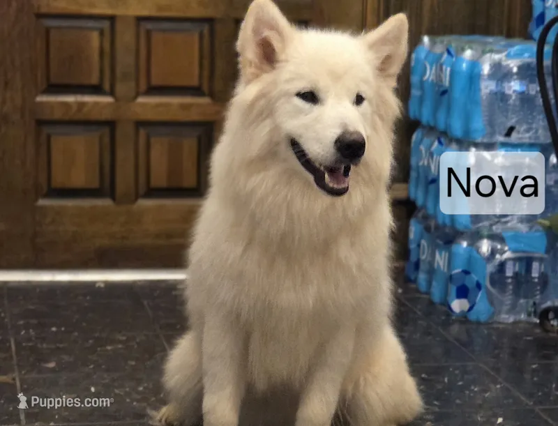 Nova – Alaskan Malamute puppy for sale in Clovis, NM