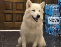 Nova, a female Alaskan Malamute for sale in Clovis, NM – 1 of 6