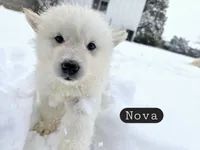 Nova, a female Alaskan Malamute for sale in Clovis, NM – 2 of 6