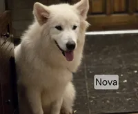 Nova, a female Alaskan Malamute for sale in Clovis, NM – 6 of 6