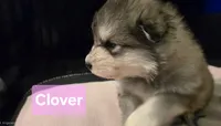 Clover, a female Alaskan Malamute for sale in Clovis, NM – 1 of 1