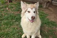 Harley, a female Alaskan Malamute for sale in Clovis, NM – 2 of 10