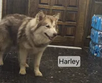 Harley, a female Alaskan Malamute for sale in Clovis, NM – 10 of 10