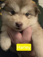 Harley, a female Alaskan Malamute for sale in Clovis, NM – 4 of 10