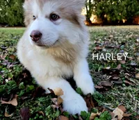 Harley, a female Alaskan Malamute for sale in Clovis, NM – 3 of 10