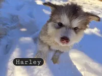 Harley, a female Alaskan Malamute for sale in Clovis, NM – 9 of 10