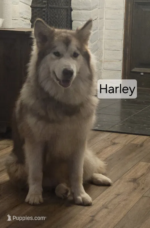 Harley – Alaskan Malamute puppy on hold in Clovis, NM