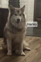 Harley, a female Alaskan Malamute for sale in Clovis, NM – 1 of 10