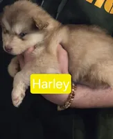 Harley, a female Alaskan Malamute for sale in Clovis, NM – 5 of 10