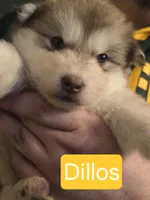 Harley, a female Alaskan Malamute for sale in Clovis, NM – 6 of 10