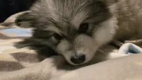 Clover, a female Alaskan Malamute for sale in Clovis, NM – 1 of 3