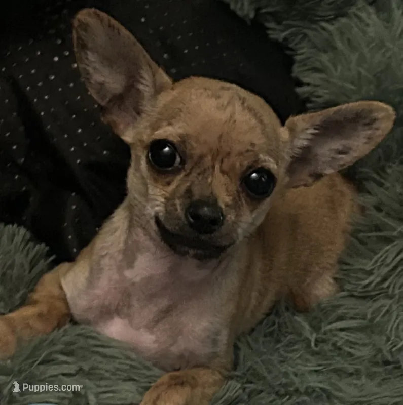 Kelly – Chihuahua puppy for sale in Montgomery, AL