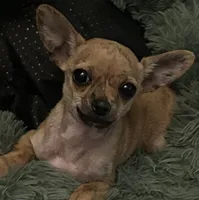 Kelly, a female Chihuahua for sale in Montgomery, AL – 1 of 1