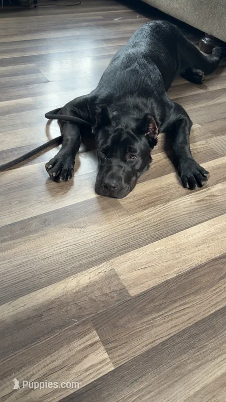 Khalessi  – Cane Corso puppy for sale in Cookeville, TN