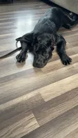 Khalessi , a female Cane Corso for sale in Cookeville, TN – 1 of 3