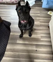 Khalessi , a female Cane Corso for sale in Cookeville, TN – 2 of 3