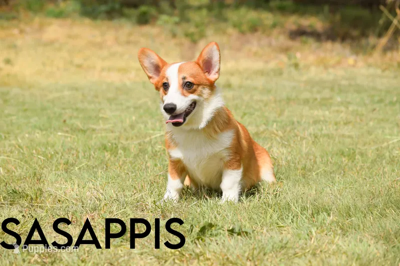 Sasappis
