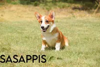 Sasappis, a male Pembroke Welsh Corgi for sale in Lubbock, TX – Photo 1 of 5