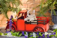 Sasappis, a male Pembroke Welsh Corgi for sale in Lubbock, TX – Photo 3 of 5