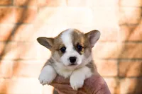 Sasappis, a male Pembroke Welsh Corgi for sale in Lubbock, TX – Photo 4 of 5
