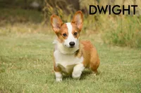 Dwight, a male Pembroke Welsh Corgi for sale in Lubbock, TX – Photo 1 of 3