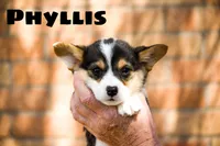 Phyllis-PET ONLY, a female Pembroke Welsh Corgi for sale in Lubbock, TX – Photo 4 of 5