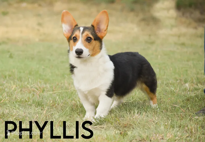 Phyllis-PET ONLY