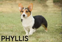 Phyllis-PET ONLY, a female Pembroke Welsh Corgi for sale in Lubbock, TX – Photo 1 of 5