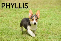 Phyllis-PET ONLY, a female Pembroke Welsh Corgi for sale in Lubbock, TX – Photo 2 of 5