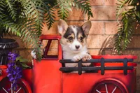 Phyllis-PET ONLY, a female Pembroke Welsh Corgi for sale in Lubbock, TX – Photo 3 of 5