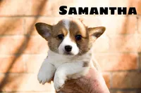 Samantha, a female Pembroke Welsh Corgi for sale in Lubbock, TX – Photo 3 of 5