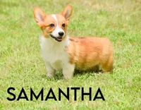 Samantha, a female Pembroke Welsh Corgi for sale in Lubbock, TX – Photo 2 of 5