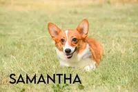 Samantha, a female Pembroke Welsh Corgi for sale in Lubbock, TX – Photo 1 of 5