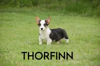 Thorfinn-PET ONLY, a male Pembroke Welsh Corgi for sale in Lubbock, TX – Photo 2 of 5