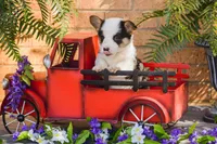 Thorfinn-PET ONLY, a male Pembroke Welsh Corgi for sale in Lubbock, TX – Photo 3 of 5