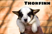 Thorfinn-PET ONLY, a male Pembroke Welsh Corgi for sale in Lubbock, TX – Photo 5 of 5