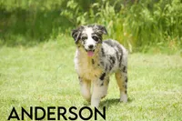 Anderson, a male Australian Shepherd for sale in Lubbock, TX – Photo 2 of 4