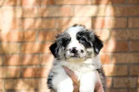 Anderson, a male Australian Shepherd for sale in Lubbock, TX – Photo 4 of 4