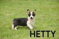 Hetty, a female Pembroke Welsh Corgi for sale in Lubbock, TX – Photo 2 of 5