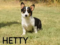 Hetty, a female Pembroke Welsh Corgi for sale in Lubbock, TX – Photo 1 of 5