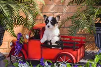 Hetty, a female Pembroke Welsh Corgi for sale in Lubbock, TX – Photo 3 of 5