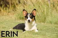 Erin, a female Pembroke Welsh Corgi for sale in Lubbock, TX – Photo 1 of 5