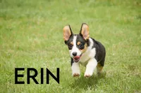 Erin, a female Pembroke Welsh Corgi for sale in Lubbock, TX – Photo 3 of 5